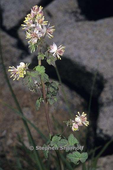 thalictrum sparsiflorum 2 graphic